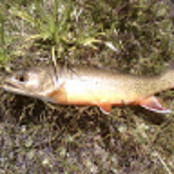 dave_woods